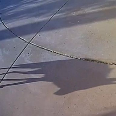 VIDEO: Authorities looking for coyote after attacks on children