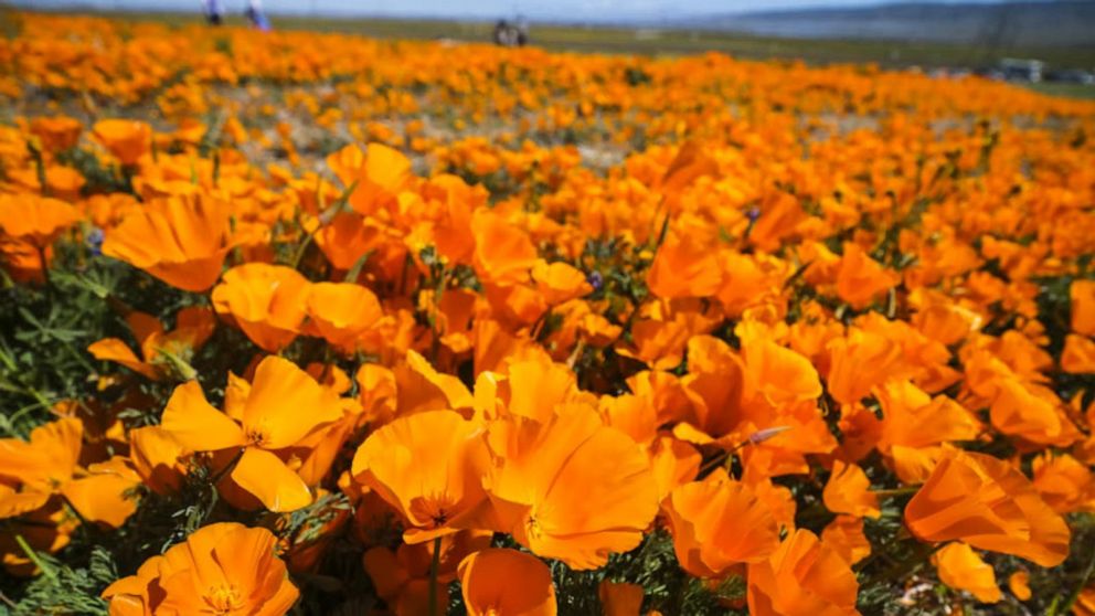 Video 'Super blooms' blanket parts of Arizona, California with