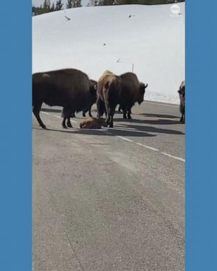 VIDEO: Bison calf and herd hold up Yellowstone traffic