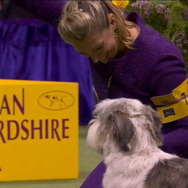 VIDEO: Westminster Dog Show winner makes history