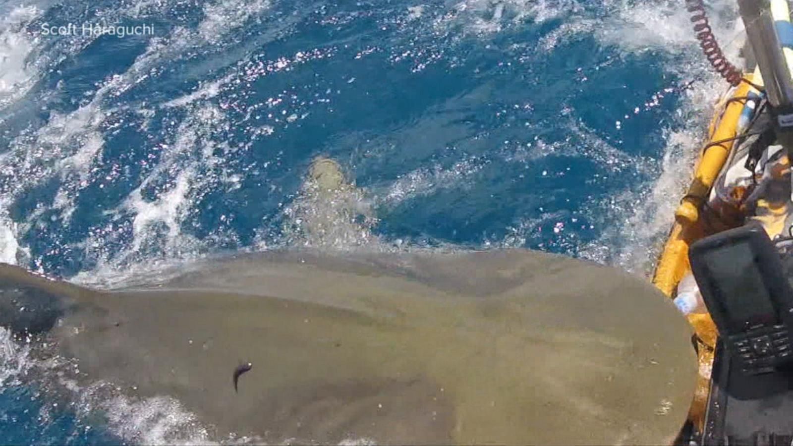 Fisherman fights off shark off Hawaii coast - Good Morning America