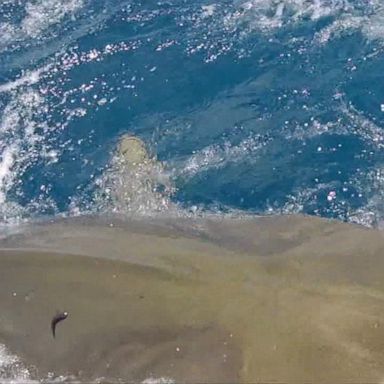 VIDEO: Fisherman fights off shark off Hawaii coast