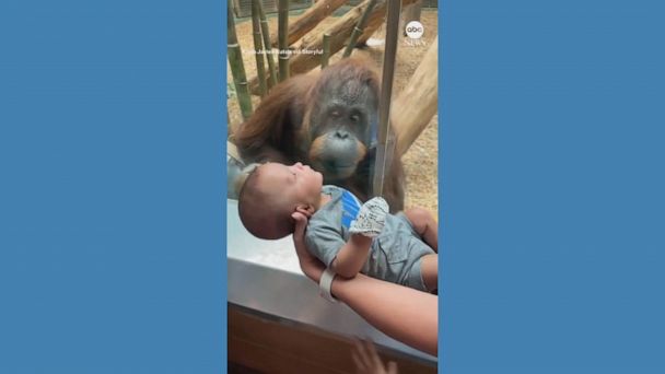 Video Curious orangutan examines baby at Louisville Zoo