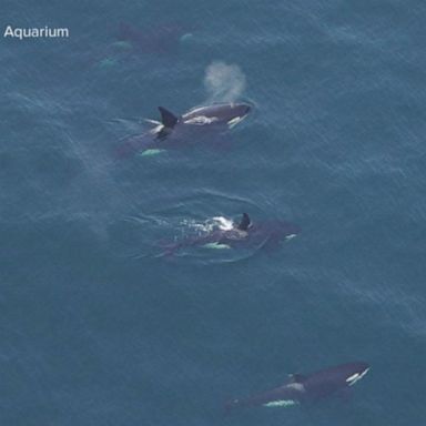 VIDEO: Killer whales spotted off Massachusetts