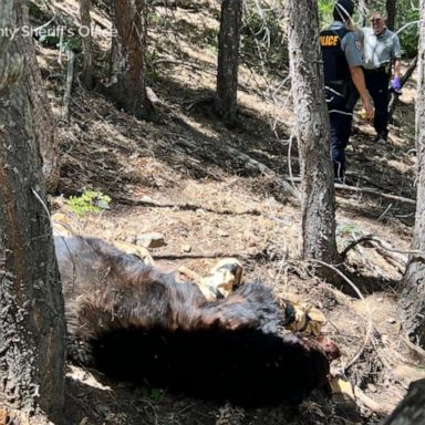 VIDEO: Mysterious death by bear under investigation