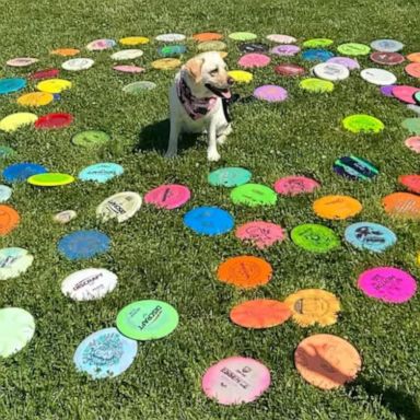 VIDEO: Labrador retriever has a knack for finding lost frisbees