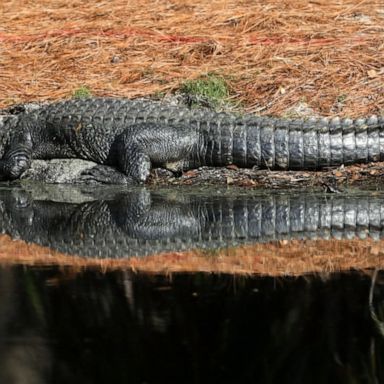 VIDEO: Woman killed by alligator while walking dog