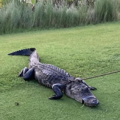 VIDEO: Florida man attacked by gator near golf course