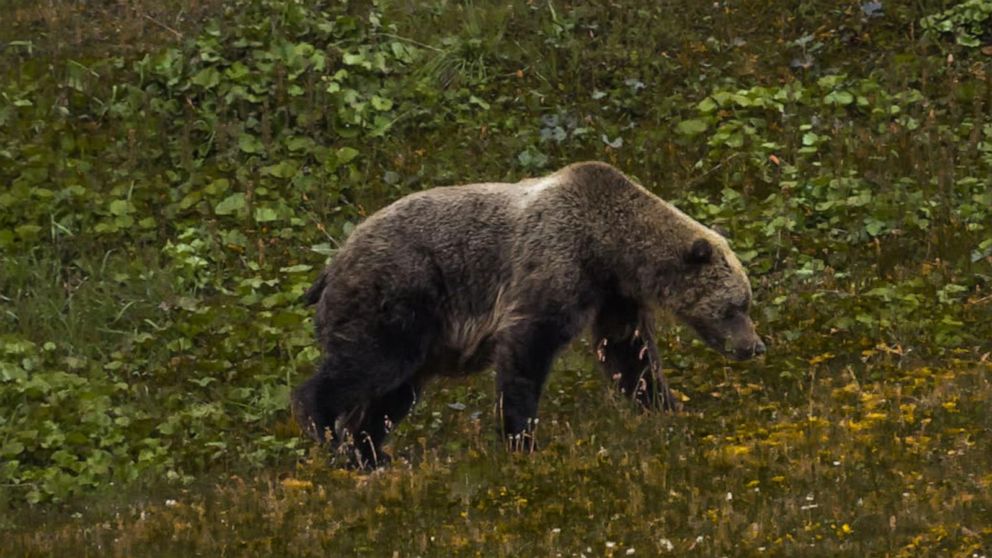Deadly Bear Attack Near Yellowstone National Park Gma