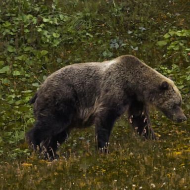 VIDEO: Deadly bear attack near Yellowstone National Park