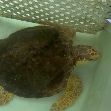 VIDEO: Rescuers rush to save sea turtles around US