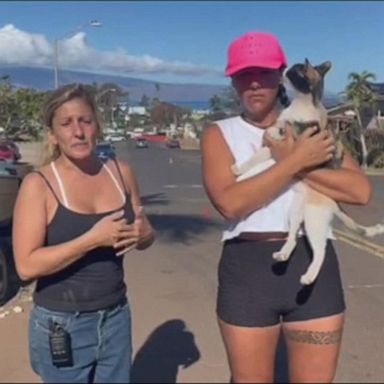 VIDEO: Volunteers search for pets in wake of Maui wildfires