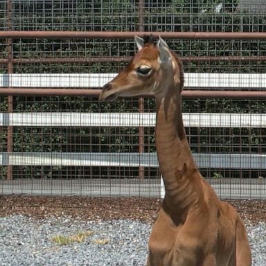 VIDEO: Rare spotless giraffe born at Tennessee zoo