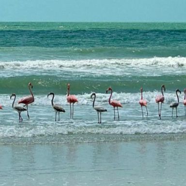 VIDEO: Rare flamingo sightings reported in Ohio, Carolinas after Hurricane Idalia 