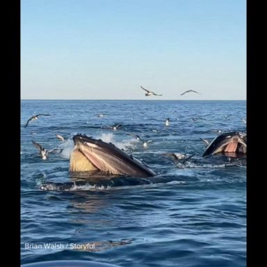 VIDEO: Four humpback whales seen breaching together in incredible video