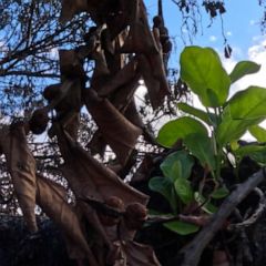 Lahaina's historic Banyan tree showing signs of recovery