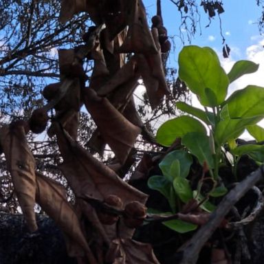 VIDEO: Lahaina's historic Banyan tree showing signs of recovery