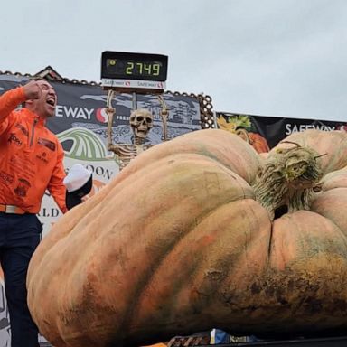 VIDEO: Pumpkin that weighs over 2,700 pounds smashes world record