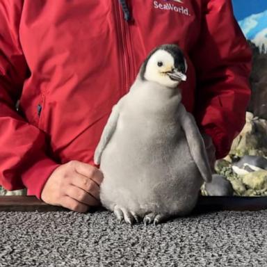 VIDEO: Endangered emperor penguin born in San Diego