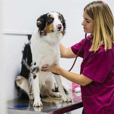 VIDEO: Mysterious respiratory illness affecting dogs across the US