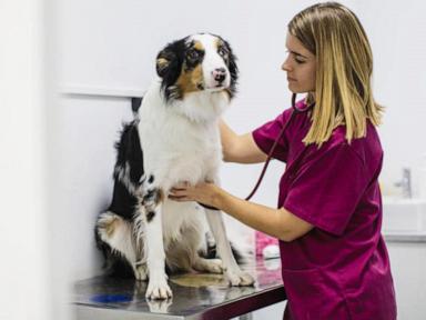 WATCH: Mysterious respiratory illness affecting dogs across the US