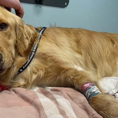 VIDEO: Golden Retriever rescued from side of cliff