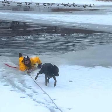 VIDEO: Firefighter jumps to the rescue after dog falls into ice