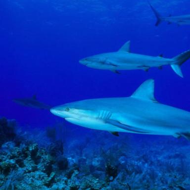 VIDEO: Boy recovering after shark attack in Bahamas