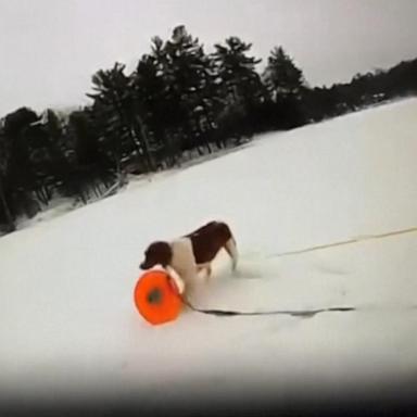 VIDEO: Dog helps rescue owner from icy pond