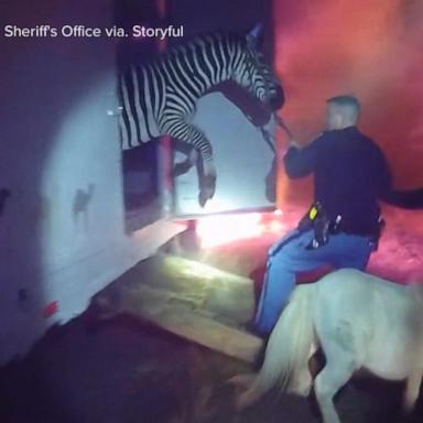 VIDEO: Police rescue circus animals from highway