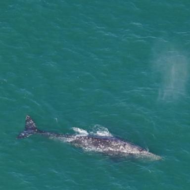 VIDEO: Gray whale spotted off New England coast