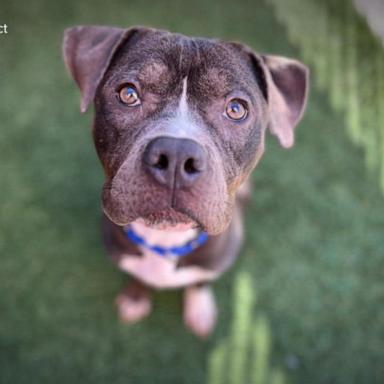 VIDEO: Kansas City Pet Projects vets save the life of abandoned dog