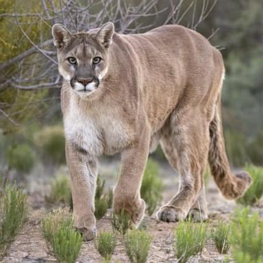 VIDEO: Mountain lion attacks brothers