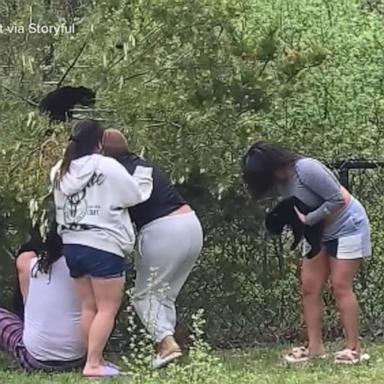 VIDEO: Bear cub recuperating after picked up from tree for photos