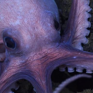 VIDEO: Secrets of the Octopus