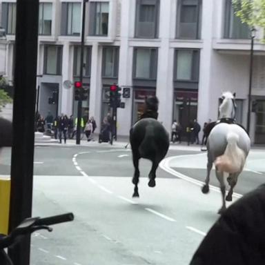 VIDEO: 5 military horses run loose through London