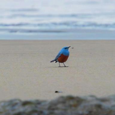 VIDEO: 'Very rare' bird spotted in Oregon, first reported sighting in US history