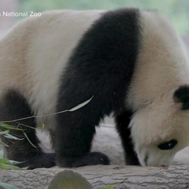 VIDEO: Giant pandas are returning to the DC National Zoo