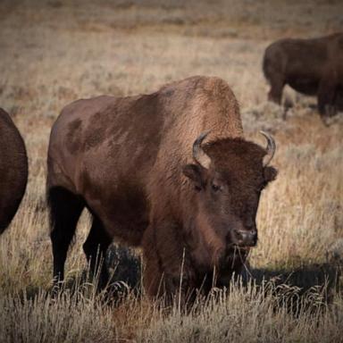 VIDEO: Elderly woman gored by bison in Yellowstone National Park: Officials