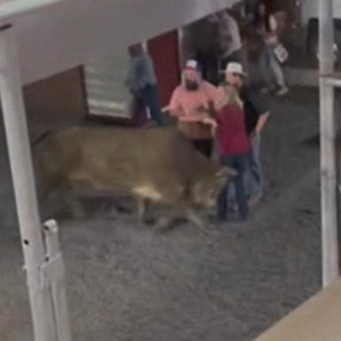 VIDEO: Bull jumps fence at Oregon rodeo, injures 3