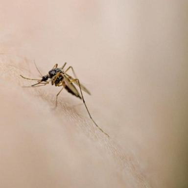 VIDEO: Health officials warn about a record number of mosquitoes carrying West Nile virus 