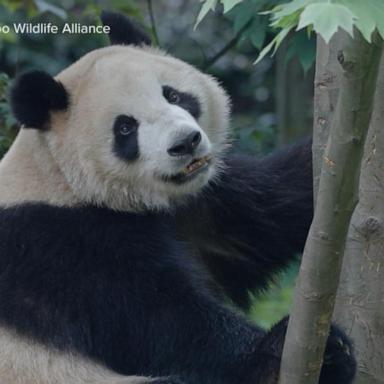 VIDEO: 2 giant Pandas to return to the US