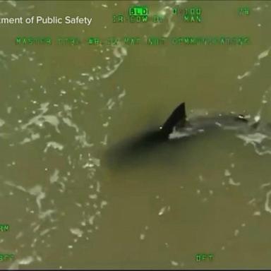 VIDEO: Wildlife experts issue warning after recent shark attacks along beaches 