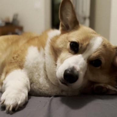 VIDEO: Corgi goes viral for understanding sign language 