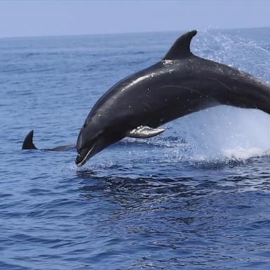 VIDEO: Video captures Dolphins doing Olympic style jumps off the coast of San Diego 