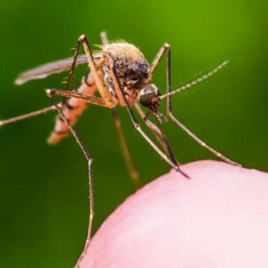 VIDEO: New Hampshire man who died of mosquito-borne virus had been in good health 