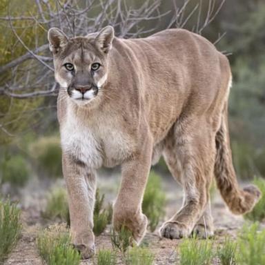 VIDEO: 5-year-old boy attacked by mountain lion during family picnic in California 