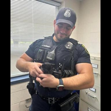 VIDEO: Police officer stops traffic to rescue kitten from road 