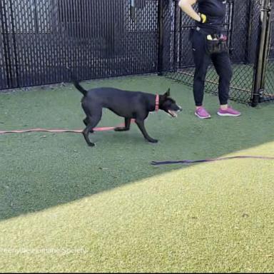 Longtime shelter dogs find their forever home at same time 