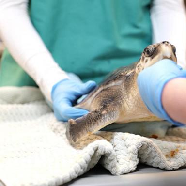 Over 200 cold-stunned sea turtles rescued in Cape Cod 